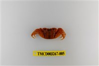 藏品(帝王仿相手蟹)的圖片